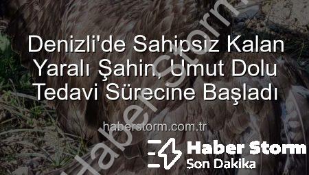 Denizli’de Sahipsiz Kalan Yaralı Şahin, Umut Dolu Tedavi Sürecine Başladı