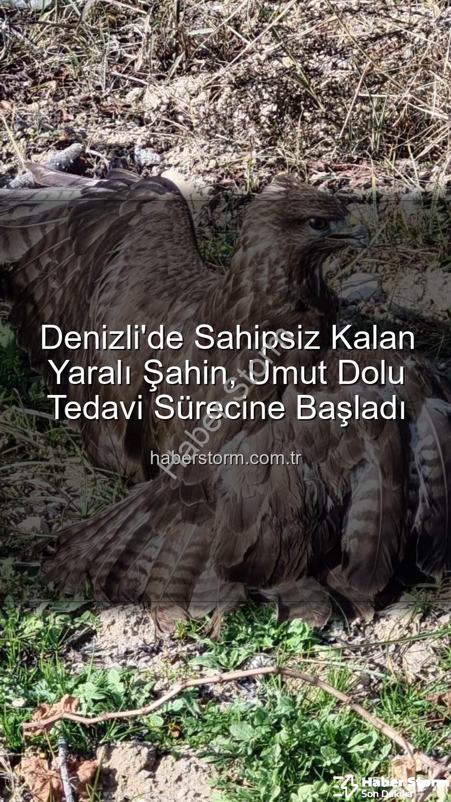 yaralı şahin - Denizli'de Sahipsiz Kalan Yaralı Şahin, Umut Dolu Tedavi Sürecine Başladı