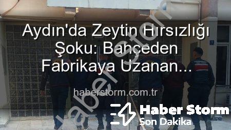 Aydın’da Zeytin Hırsızlığı Şoku: Bahçeden Fabrikaya Uzanan Çalınan Ürünler Ele Geçirildi!
