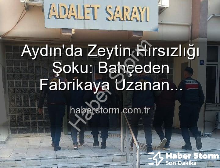 zeytin hırsızlığı - Aydın'da Zeytin Hırsızlığı Şoku: Bahçeden Fabrikaya Uzanan Çalınan Ürünler Ele Geçirildi!