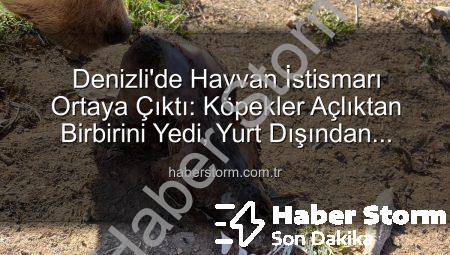 Denizli’de Hayvan İstismarı Ortaya Çıktı: Köpekler Açlıktan Birbirini Yedi, Yurt Dışından Toplanan Bağışlar Nereye Gitti?