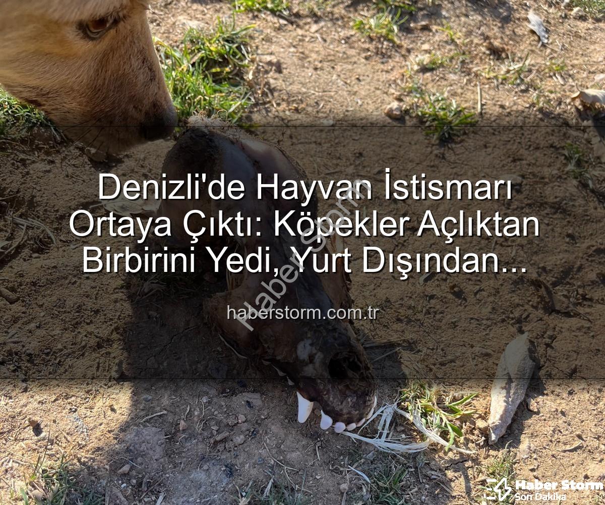 hayvan istismarı - Denizli'de Hayvan İstismarı Ortaya Çıktı: Köpekler Açlıktan Birbirini Yedi, Yurt Dışından Toplanan Bağışlar Nereye Gitti?