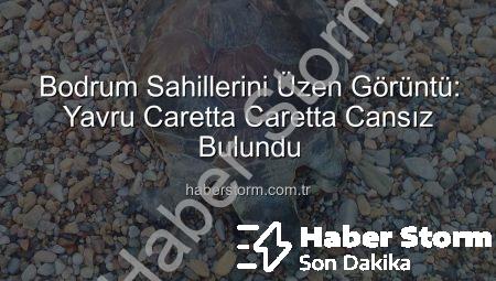 Bodrum Sahillerini Üzen Görüntü: Yavru Caretta Caretta Cansız Bulundu
