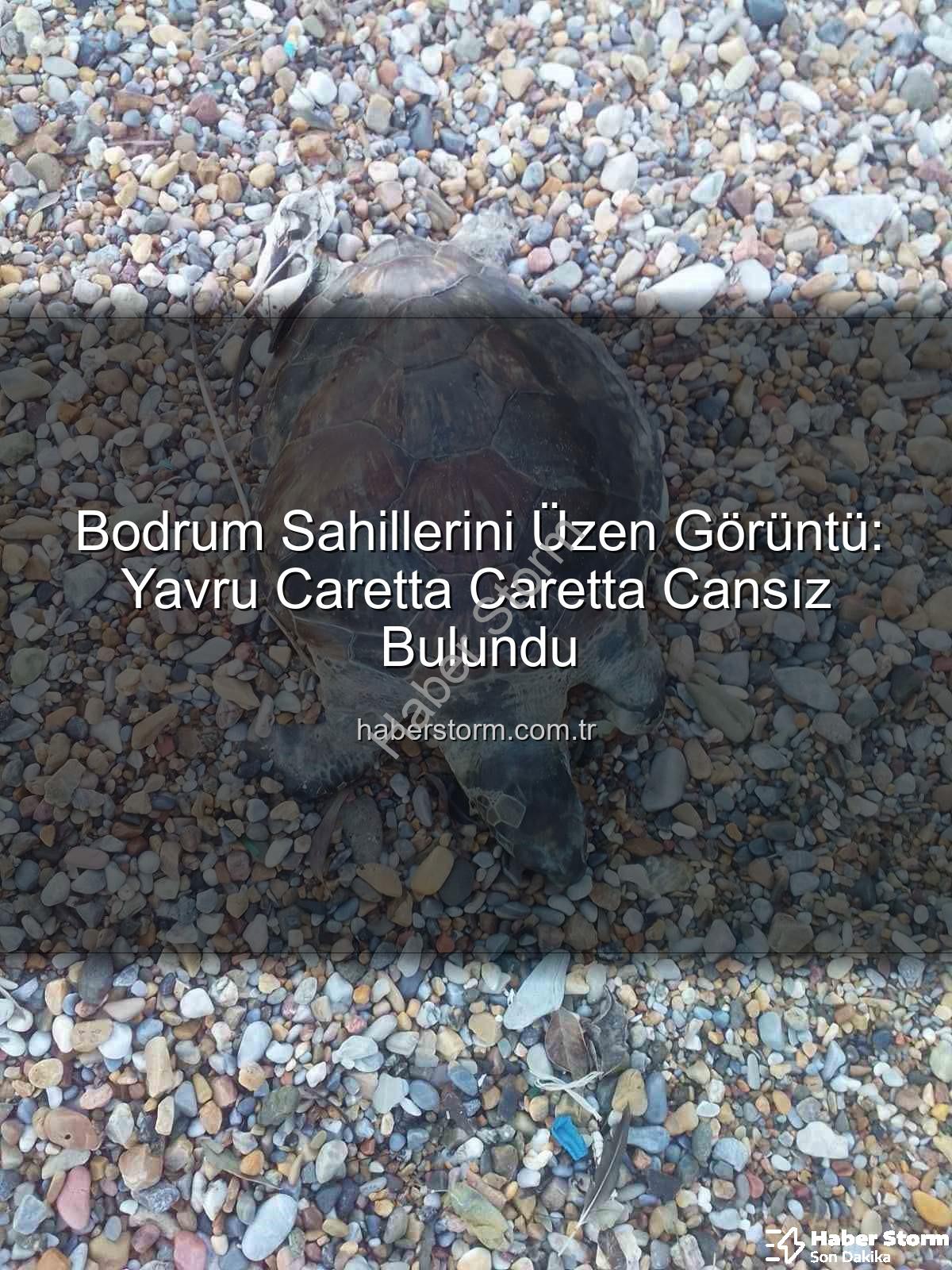 yavru caretta caretta - Bodrum Sahillerini Üzen Görüntü: Yavru Caretta Caretta Cansız Bulundu