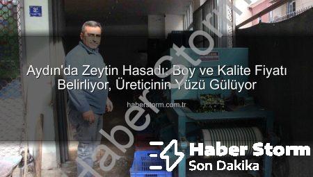 Aydın’da Zeytin Hasadı: Boy ve Kalite Fiyatı Belirliyor, Üreticinin Yüzü Gülüyor