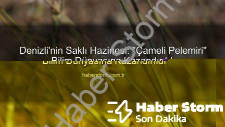 Denizli’den Yeni Bir Keşif: ‘Çameli Pelemiri’ Bilim Dünyasına Kazandırıldı