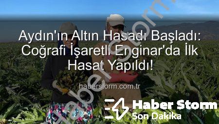 Aydın’ın Altın Hasadı Başladı: Coğrafi İşaretli Enginar’da İlk Hasat Yapıldı!