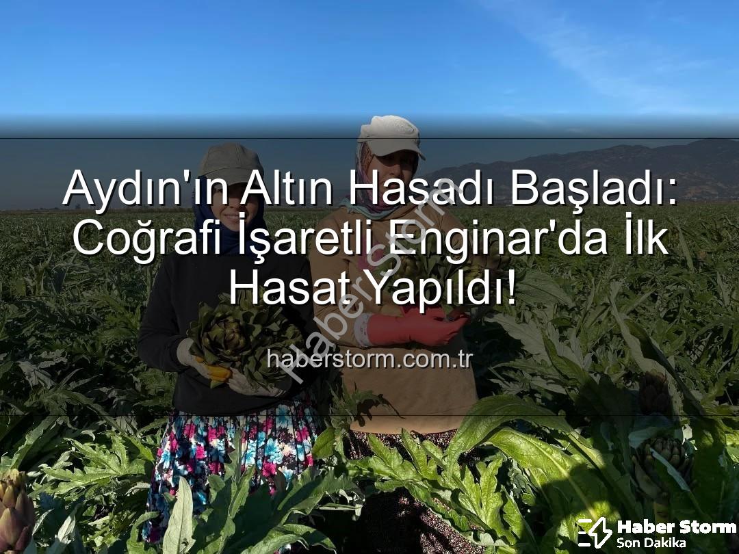 Aydın Enginarı - Aydın'ın Altın Hasadı Başladı: Coğrafi İşaretli Enginar'da İlk Hasat Yapıldı!