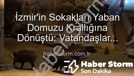 İzmir’in Sokakları Yaban Domuzu Krallığına Dönüştü: Vatandaşlar Tedirgin, Yetkililere Çağrı Var!
