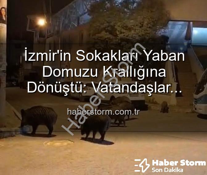 yaban domuzu - İzmir'in Sokakları Yaban Domuzu Krallığına Dönüştü: Vatandaşlar Tedirgin, Yetkililere Çağrı Var!